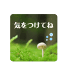 森のこびとたちのごあいさつ4（個別スタンプ：8）