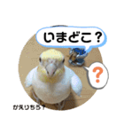 インコのスタンプ《その2》（個別スタンプ：35）