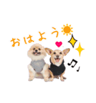 WonderfulDogs 卒業生 vol1.（個別スタンプ：11）