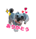 WonderfulDogs 卒業生 vol1.（個別スタンプ：12）