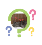 癒し動物～猫、フクロモモンガ、フェレット（個別スタンプ：3）