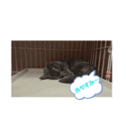 癒し動物～猫、フクロモモンガ、フェレット（個別スタンプ：4）