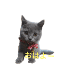 豆粒まるモコ（個別スタンプ：1）