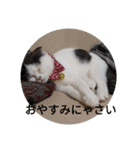 豆粒まるモコ（個別スタンプ：3）