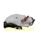 豆粒まるモコ（個別スタンプ：4）