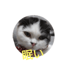 豆粒まるモコ（個別スタンプ：5）