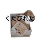 豆粒まるモコ（個別スタンプ：8）