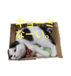 豆粒まるモコ（個別スタンプ：10）
