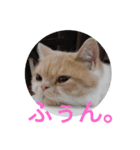 豆粒まるモコ（個別スタンプ：12）