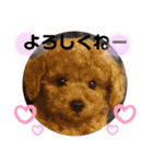 ポコすたんぷ#001（個別スタンプ：8）