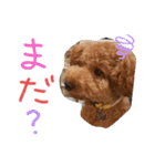 ポコすたんぷ#001（個別スタンプ：13）