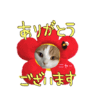 ねこの三銃士（個別スタンプ：1）