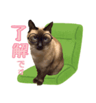 ねこの三銃士（個別スタンプ：2）