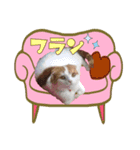 ねこの三銃士（個別スタンプ：5）