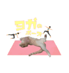 ねこの三銃士（個別スタンプ：6）