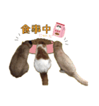 ねこの三銃士（個別スタンプ：8）
