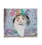 ねこの三銃士（個別スタンプ：9）
