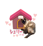 ねこの三銃士（個別スタンプ：11）