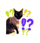 ねこの三銃士（個別スタンプ：12）