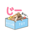ねこの三銃士（個別スタンプ：13）