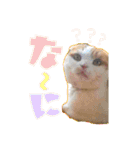 ねこの三銃士（個別スタンプ：14）