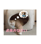 ねこの三銃士（個別スタンプ：16）