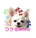 チワワのココやん2（個別スタンプ：1）