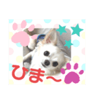 チワワのココやん2（個別スタンプ：6）