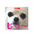 チワワのココやん2（個別スタンプ：7）