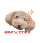 お犬のスタンプ___トイプードル（個別スタンプ：1）