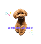 お犬のスタンプ___トイプードル（個別スタンプ：3）