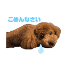 お犬のスタンプ___トイプードル（個別スタンプ：4）