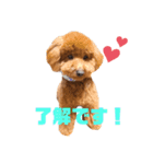 お犬のスタンプ___トイプードル（個別スタンプ：5）