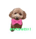 お犬のスタンプ___トイプードル（個別スタンプ：6）