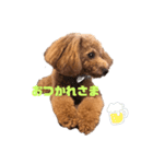 お犬のスタンプ___トイプードル（個別スタンプ：7）