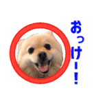 ポメラニアンのマロ その2（個別スタンプ：1）