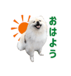 ポメラニアンのマロ その2（個別スタンプ：2）