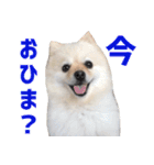 ポメラニアンのマロ その2（個別スタンプ：4）