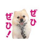 ポメラニアンのマロ その2（個別スタンプ：6）