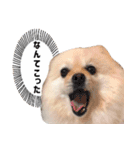 ポメラニアンのマロ その2（個別スタンプ：7）