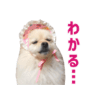 ポメラニアンのマロ その2（個別スタンプ：9）