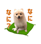 ポメラニアンのマロ その2（個別スタンプ：11）
