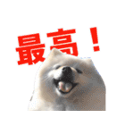 ポメラニアンのマロ その2（個別スタンプ：12）