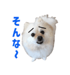 ポメラニアンのマロ その2（個別スタンプ：13）