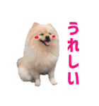 ポメラニアンのマロ その2（個別スタンプ：16）
