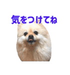 ポメラニアンのマロ その2（個別スタンプ：18）