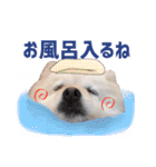 ポメラニアンのマロ その2（個別スタンプ：20）