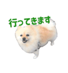 ポメラニアンのマロ その2（個別スタンプ：22）