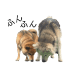雑種犬タローと柴犬ハナの凸凹な毎日（個別スタンプ：1）
