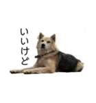 雑種犬タローと柴犬ハナの凸凹な毎日（個別スタンプ：2）